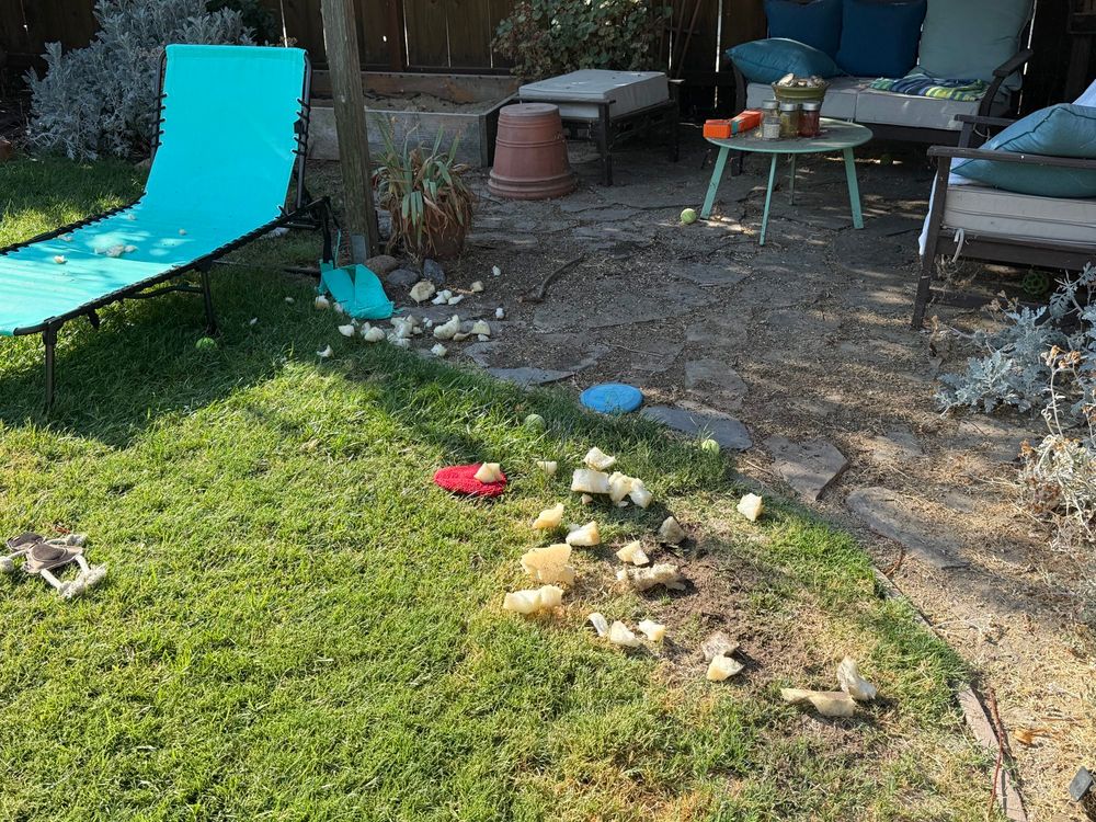 The dappled early morning sunlight shines upon a green lawn and flagstone patio. Strewn across the lawn and patio are pieces of foam and the remnants of a turquoise outdoor cushion. 