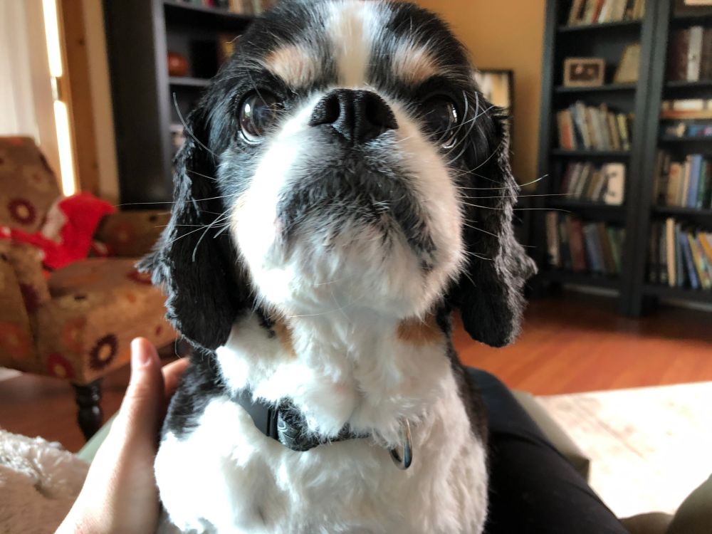 Granger - tricoloured King Charles Cavalier.