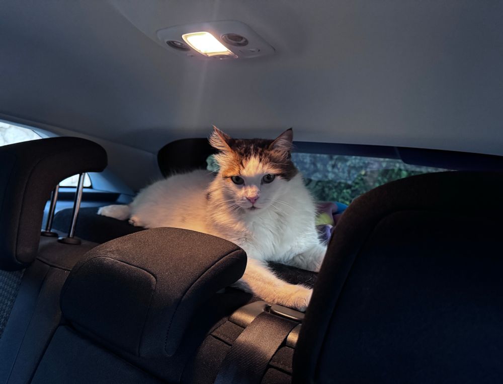 חתול מתנחל בתוך רכב