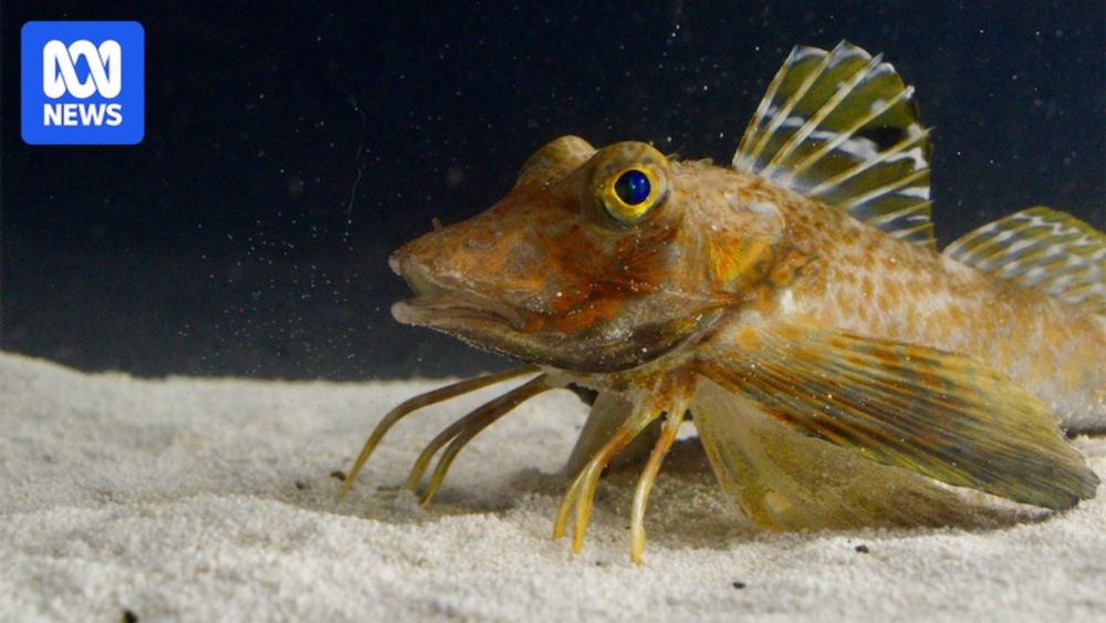 Sea robins have 'the body of a fish, wings of a bird, legs of a crab'. They can also taste with their 'feet'