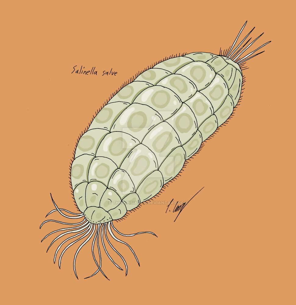 An illustration of a mysterious creature named Salinella salve, showing its body wall composed of a single layer of cells, and dense ciliates at its anterior and posterior