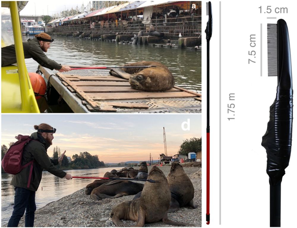 Top left: A man leaning out of the side of a boat, combing a sea lion resting on a platform using a lice comb with an extended handle.
Bottom left: A man on a beach combing the neck of a sea lion using a lice comb with an extended handle. The sea lion is leaning its head back and has a contented look.
Right: A photo of the lice comb attached to an extended handle which was use to collect lice from sea lions.

