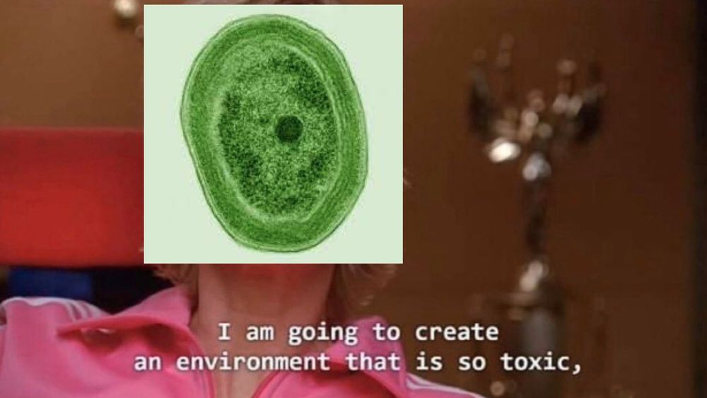 A cyanobacteria as Sue Sylvester from the musical television show Glee saying: "I'm going to create an environment that is so toxic"