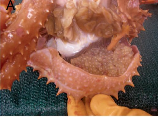 Egg mass of snailfish Careproctus furcellus beneath the carapace of a golden king crab Lithodes aequispinus.
From the paper: Gardner, J. R., Orr, J. W., Stevenson, D. E., Spies, I., & Somerton, D. A. (2016). Reproductive parasitism between distant phyla: molecular identification of snailfish (Liparidae) egg masses in the gill cavities of king crabs (Lithodidae). Copeia, 104(3), 645-657.