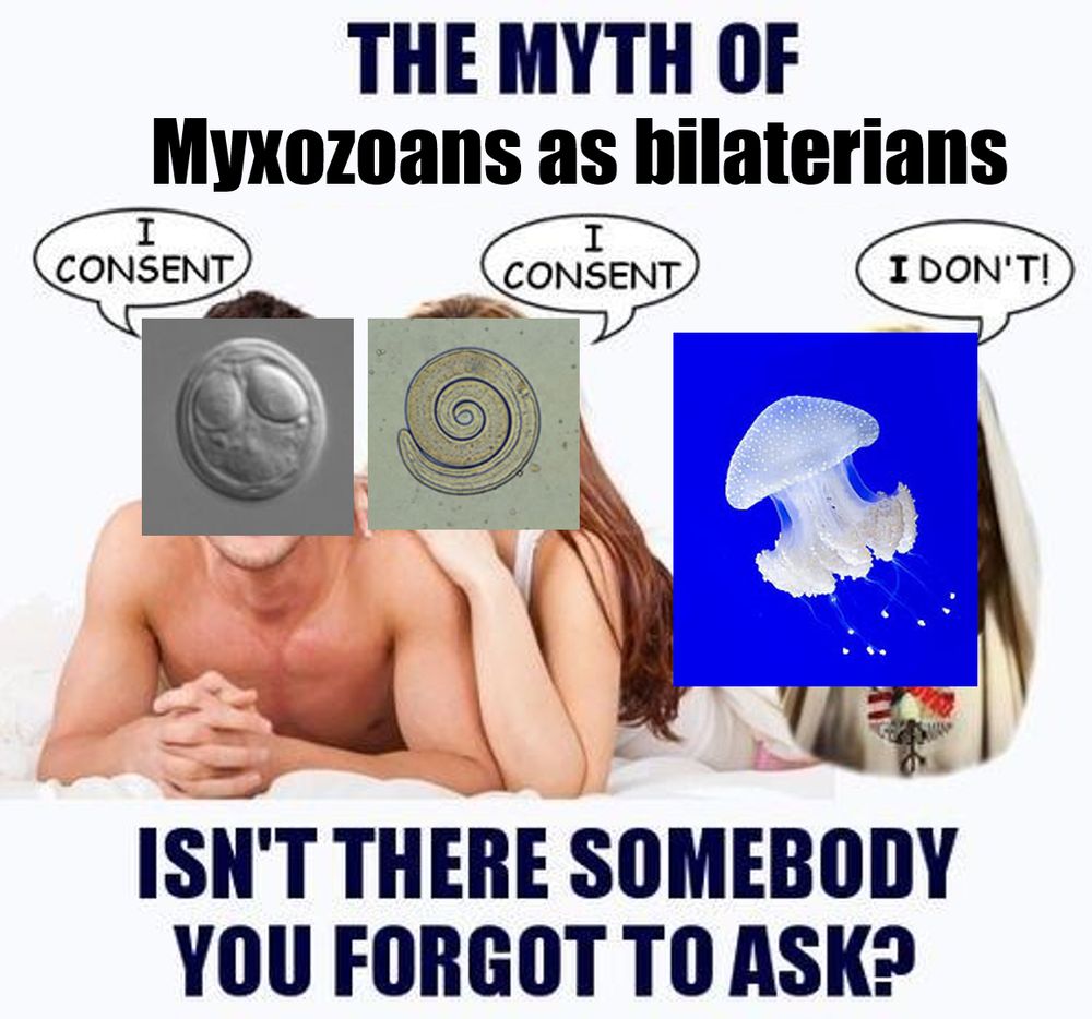 The Myth of "Consensual" Sex meme.
But it has been altered so the top caption reads "The myth of Myxozoans as bilaterians" and beneath them in place of the man and woman is a myxozoan myxospore and a Trichinella nematode larva respective, both saying "I consent". Next to them in place of Jesus is a jellyfish saying "*I* don't!"
Underneath that the caption reads "Isn't there somebody you forgot to ask?"