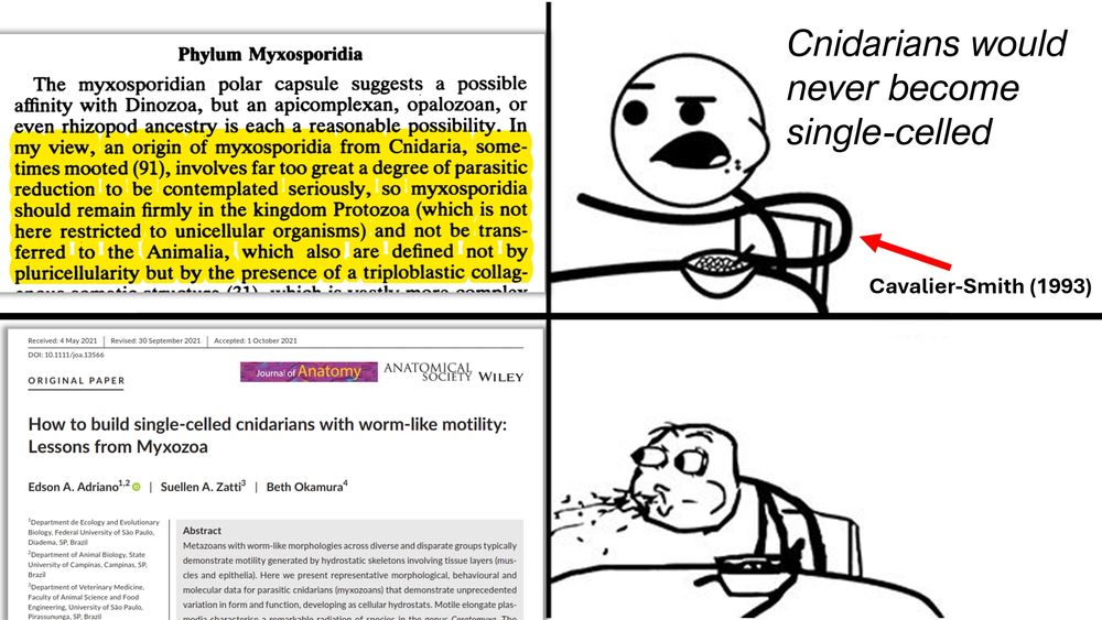 Cereal Guy meme.
Top panel is the Cereal Guy, indicated to be T. Cavalier-Smith, saying "Cnidarians would never become single-celled" and a section from the paper: 
Cavalier-Smith, T. (1993). Kingdom protozoa and its 18 phyla. Microbiological reviews, 57(4), 953-994. 
Which reads: 
"Phylum Myxosporidia
The myxosporidian polar capsule suggests a possible affinity with Dinozoa, but an apicomplexan, opalozoan, or even rhizopod ancestry is each a reasonable possibility. In my view, an origin of myxosporidia from Cnidaria, some times mooted (91), involves far too great a degree of parasitic reduction to be contemplated seriously, so myxosporidia should remain firmly in the kingdom Protozoa (which is not here restricted to unicellular organisms) and not be transferred to the Animalia, which also are defined not by pluricellularity but by the presence of a triploblastic collagenous somatic structure (31)".
Bottom panel is Cereal Guy spitting out cereal, accompanied by the first page of the paper:
Adriano, E. A., Zatti, S. A., & Okamura, B. (2022). How to build single‐celled cnidarians with worm‐like motility: Lessons from Myxozoa. Journal of Anatomy, 240(3), 475-488.