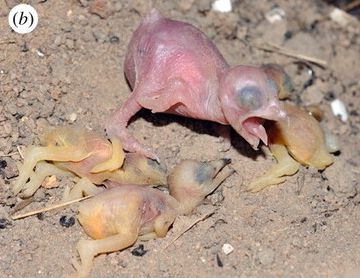 A honeyguide chick with three recently killed little bee-eater hatchling that it just killed.
From: https://royalsocietypublishing.org/doi/10.1098/rsbl.2011.0739