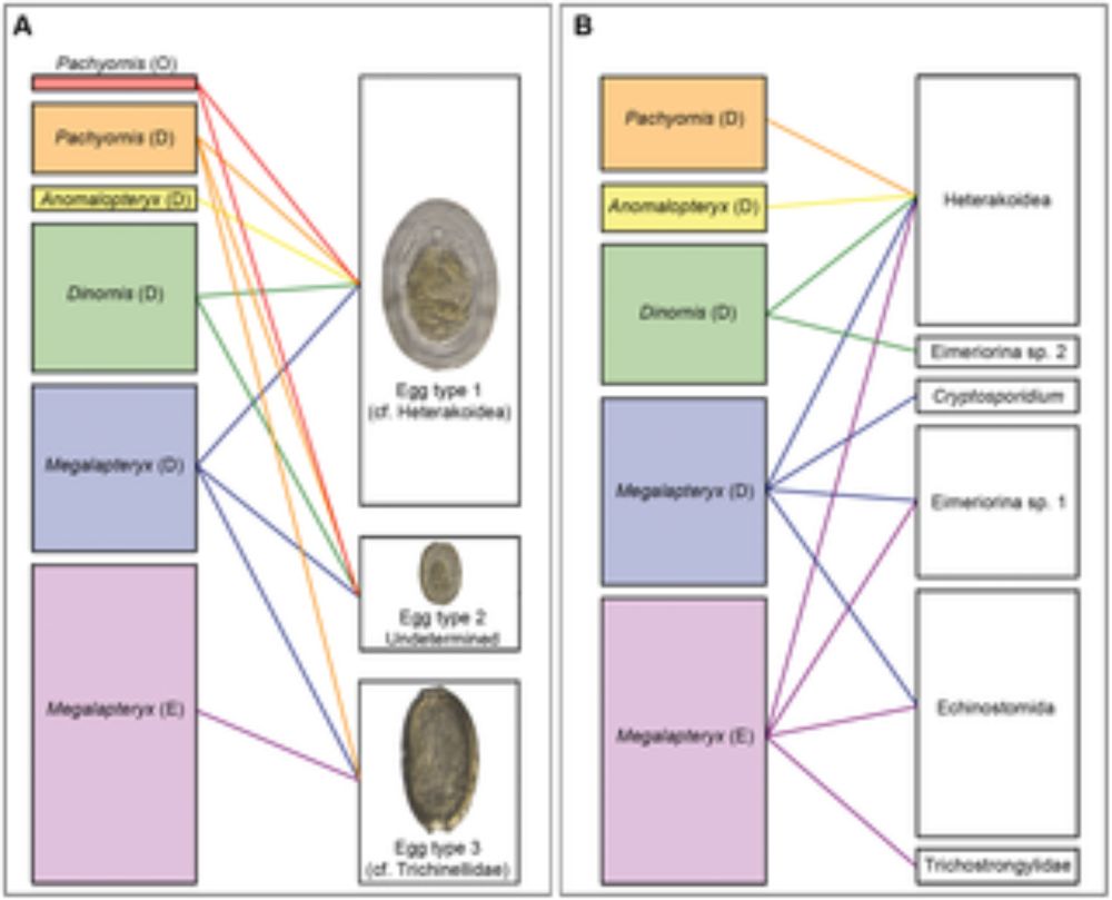 A Megafauna’s Microfauna: Gastrointestinal Parasites of New Zealand’s Extinct Moa (Aves: Dinornithiformes)