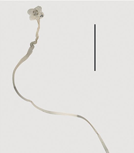 Acanthobothrium pulidofloresae - long thin tapeworm with a flower-like four-lobe scolex