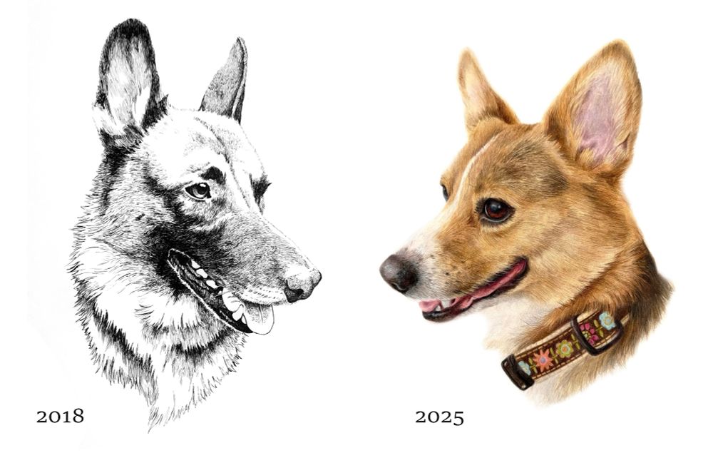 Two pet portraits side by side. To the left, is a black and white ink drawing of a German shepherd created in 2018. To the right, is a colored pencil drawing of a corgi created in 2025.