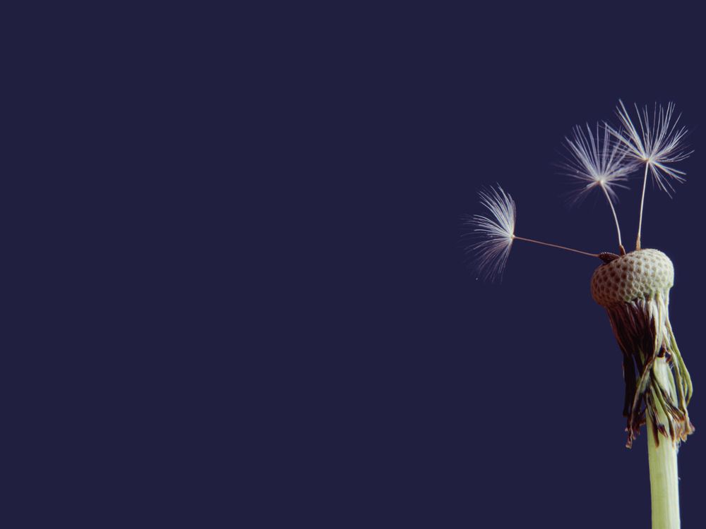 Dandelion 