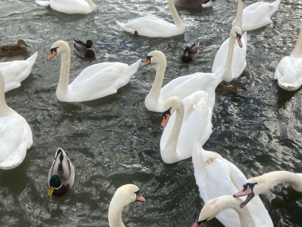 Swans and ducks in the water. One swan is aggressively confronting another swan on the right of the image