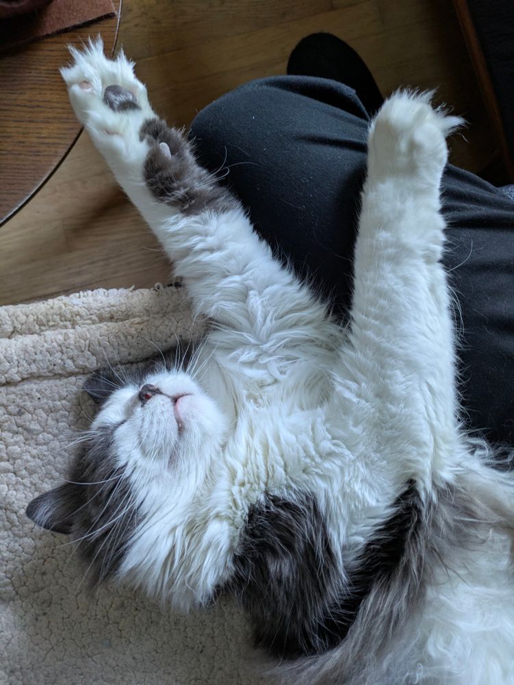 Mitchell the tuxedo cat (with gray and white markings and a black nose) reclines on his back on his blanket with his front paws stretched out in front of him.
