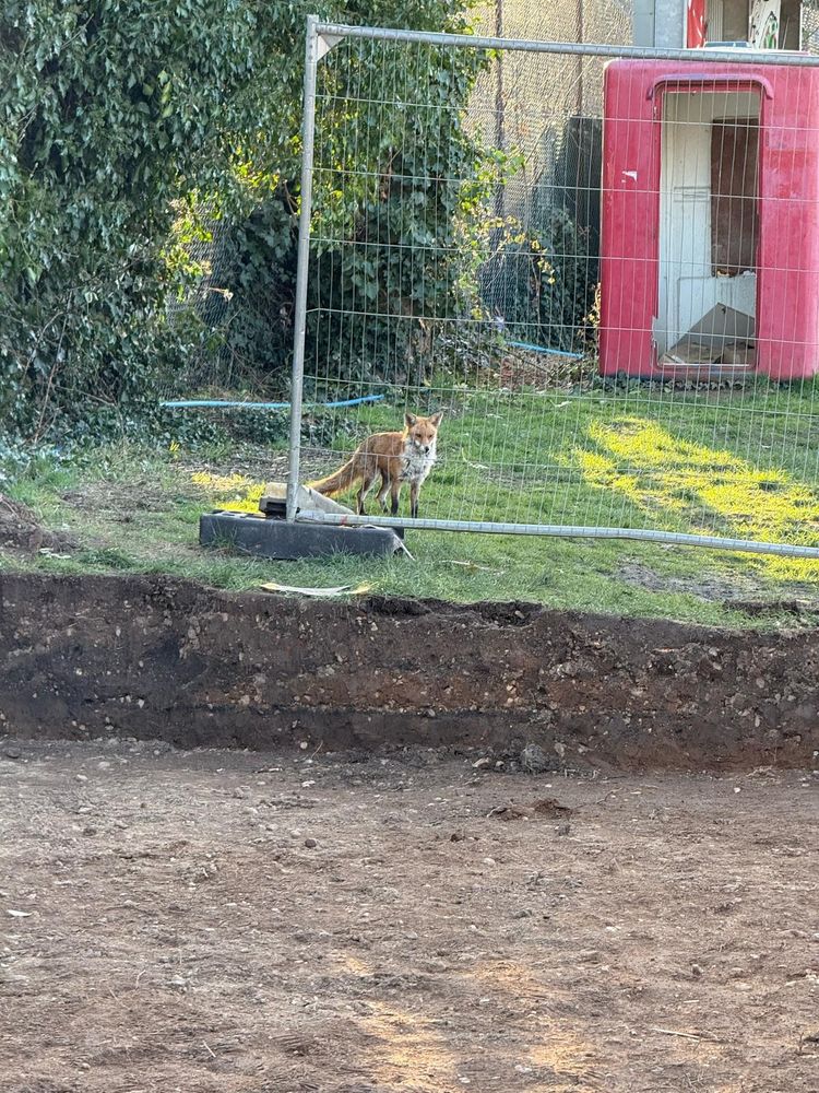 Fox by the building works