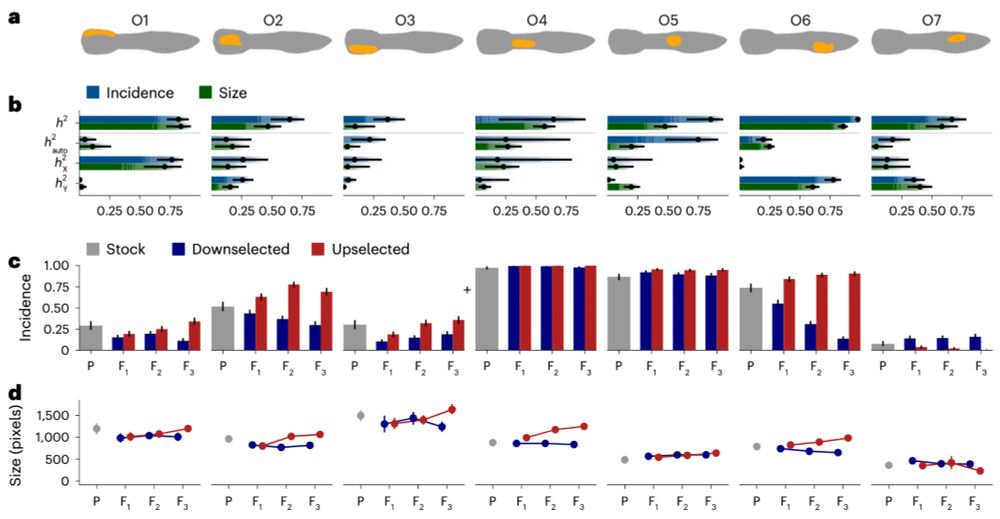 Orange ornaments are strongly heritable, and their incidence and
size responded to selection. a, Pictograms of seven orange ornaments.
b, Heritabilities of the incidence and size (when present) of each ornament. Dots and lines reflect point estimates and 95% credible intervals, and the gradient bars show the cumulative posterior density. c,d, The effect of selection on the incidence and size of orange ornaments. Bars and points represent means, with error bars showing 95% bootstrapped confidence intervals. x axes show consecutive generations. Sample size (number of fish); P generation: 300; downselected F 1, F2 and F3: 453, 570 and 441; upselected F 1, F2 and F3: 508, 513 and 444.