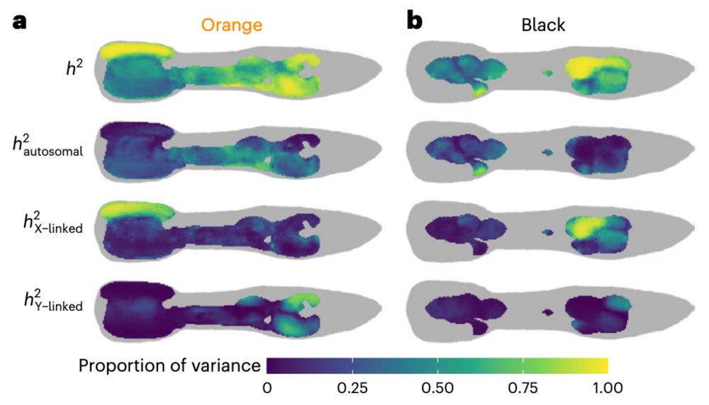  The localized heritability of colour is high, but the architecture is
heterogeneous. a,b, The narrow-sense heritability of the presence of orange (a) and black (b) colour on the guppy body. For each heat map cell, a Bayesian animal model was used to estimate the contribution of additive genetic and environmental factors. Heritabilities are expressed as a proportion of the between-individual phenotypic variance. The autosomal, X-linked and Y-linked heritability add up to the total heritability. Body positions where the incidence of colour is less than 1% are coloured grey.