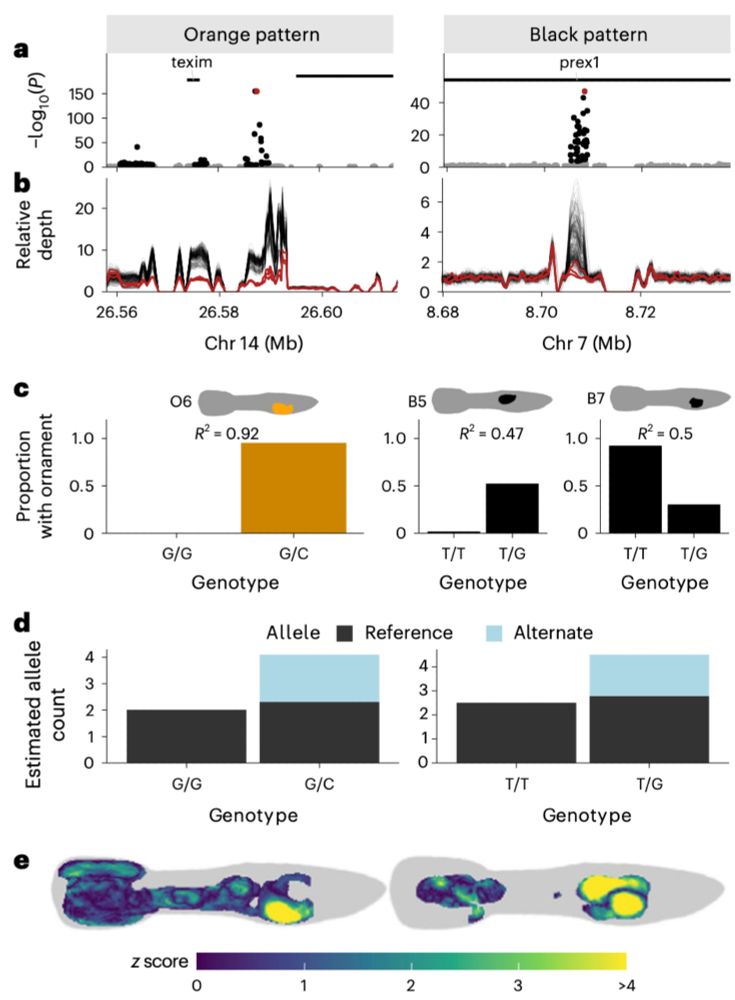 Large-effect CNVs underlie sex-linked variation in colour pattern.
a, GWAS peaks on autosomes with significant loci with sex-linked inheritance, near texim and in prex1. b, The relative coverage (1× = genome-wide sample average) across the region for 297 males (this study) and 3 females, calculated in moving windows of 1 kb, 100 bp apart. c, Phenotypic effects of the top variant (diamond in a) on ornaments O6 (orange pattern) and B5 and B7 (black pattern). The proportion of variation in the phenotype that is explained by the top SNP is displayed as Nagelkerke’s R2 from a logistic regression. d, Median estimated allele counts for the top SNP, based on read depth, for homozygous reference and heterozygous individuals. No heterozygous alternate individuals were found. e, PheWAS heat maps displaying z scores for the effect of the top variant on orange and black colour across the body, controlling for autosomal and sex-linked relatedness.