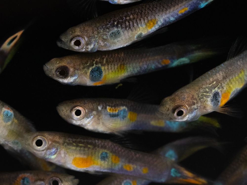 Photo of guppy males from lab population, each showing a unique combination of black and orange ornaments. Photo by Wouter van der Bijl.