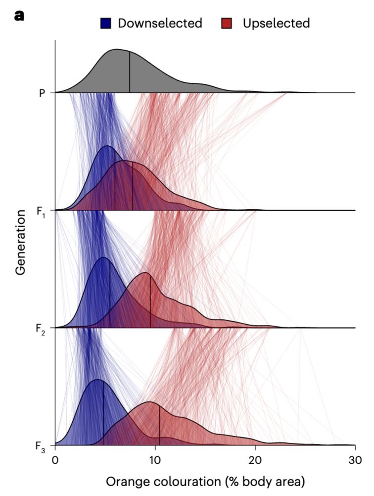 | Orange colour responds rapidly to selection. a, Density plots show
the distribution of the percentage of orange colouration per generation and
selection regime. Thin lines between generations connect fathers to their sons.
Thick lines inside the densities show the median value of colour area.