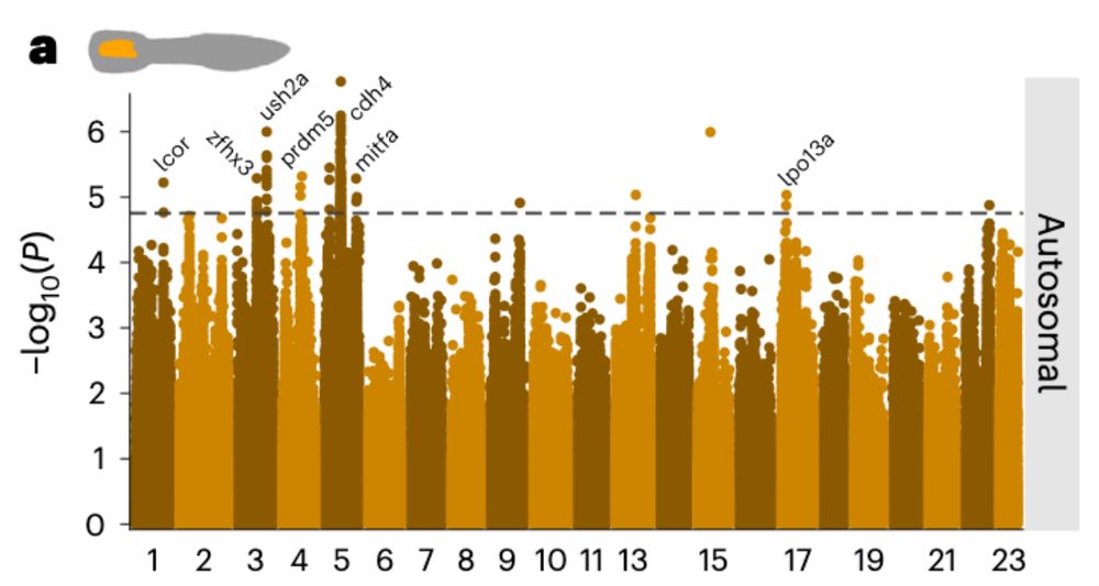A Manhattan plot showing the association of genomic variants with ornament O2. Points represent genomic variants, with their genomic location on the x axis and the two-sided P value of the association on the y axis (from mixed effects GWAS). P values are displayed as uncorrected for multiple testing, with the dotted line denoting the 5% FDR level. 