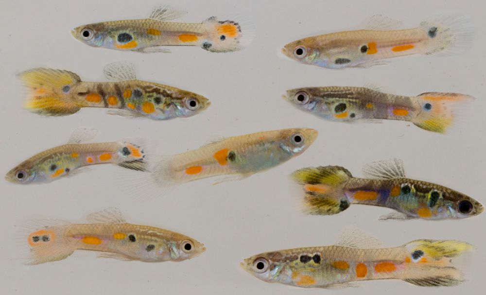 More guppy males with unique patterns. Photos by Wouter van der Bijl & Jacelyn Shu.