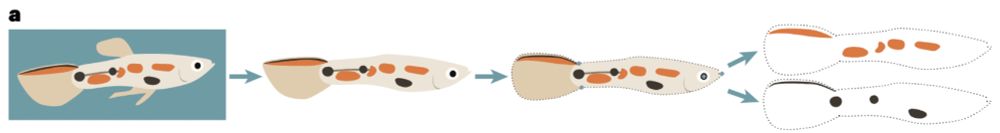 | Quantification of pattern variation. a, An overview of the phenotyping
pipeline. From each photo, the fish is extracted, the body is aligned to a common
reference shape using landmarks, and the position of orange and black colour is
extracted.