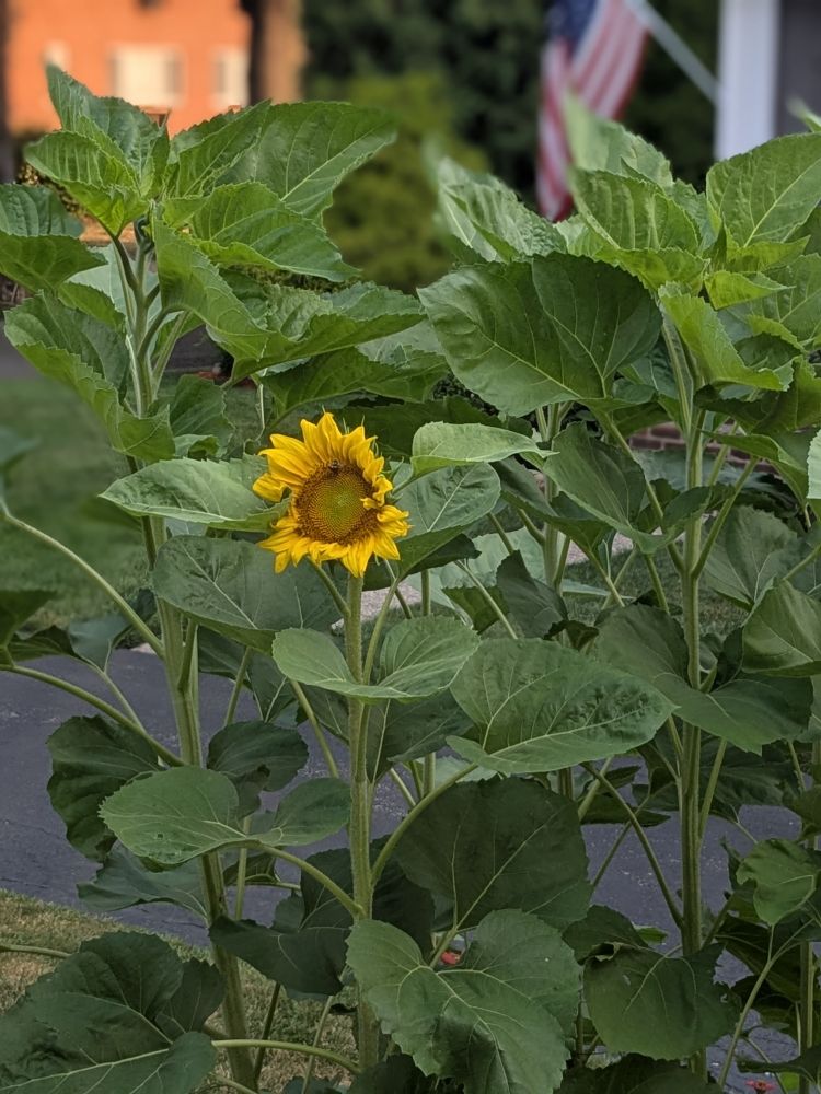 A single bright yellow sunflower stands tall among a dense cluster of broad green leaves, its petals just beginning to fully open. Nestled in the center of the sunflower’s rich, brown disc is a bumblebee, its fuzzy black and yellow body clearly visible as it gathers pollen. In the softly blurred background, an American flag hangs, and a brick building and trees are visible, giving the scene a peaceful, suburban feel.