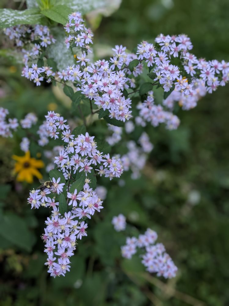 A lush cluster of blue wood aster in full bloom, with dozens of small star-shaped flowers in soft lavender with yellow and pink centers, spilling gracefully against a backdrop of green leaves. A bumblebee is perched on one blossom, adding to the lively, pollinator-friendly feel of the crowded, thriving garden bed.