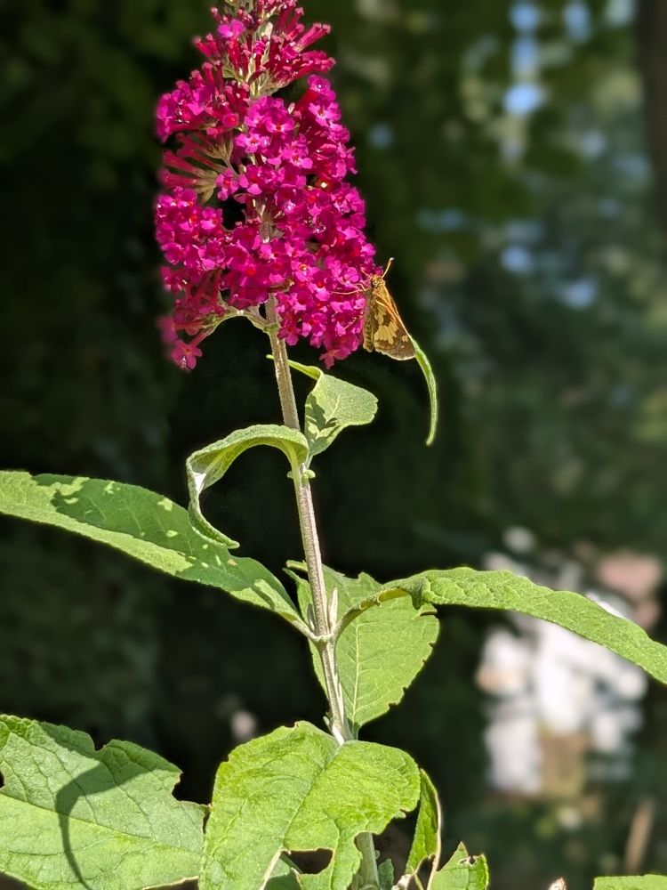 A cluster of bright magenta butterfly bush blooms reaches upward, each tiny flower forming part of the cone-shaped cluster. Perched delicately near the lower edge of the bloom, a golden-brown skipper butterfly sips nectar, its slender wings catching the sunlight. The dark, shaded background makes the colors of both the plant and pollinator pop vividly.
