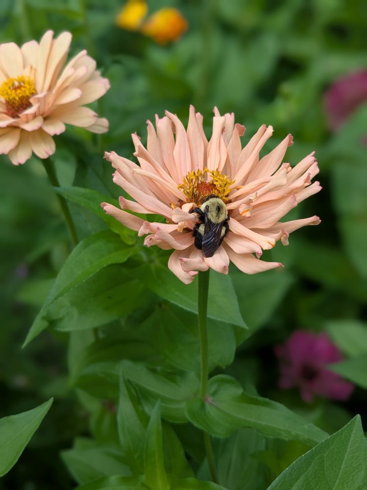 peachy-pink zinnia in full bloom cradles a plump bumblebee snoozing right in the middle like it checked into a five-star flower hotel. The soft petals and bright yellow center make the perfect cozy bed, with leafy green stems and another zinnia blurred in the background.