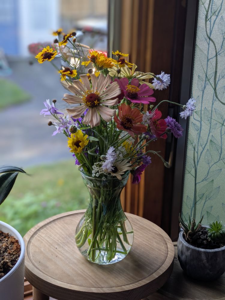 A clear, hourglass-shaped glass vase holds a vibrant bouquet of freshly picked wildflowers, sitting on a round wooden table by a window. The arrangement features a variety of colorful blooms, including pink, lavender, and peach cosmos, deep magenta and burnt orange zinnias, delicate purple cornflowers, bright yellow and maroon coreopsis, and small white filler flowers. The stems are visible through the water in the transparent vase. To the left of the bouquet, part of a white ceramic pot with a snake plant is visible. To the right, a small wooden pot contains a dark green succulent. Outside the window, there is a soft-focus view of a green lawn and a driveway, lending a cozy, homey atmosphere to the scene. Light filters gently through the screen and window, illuminating the petals and giving the composition a fresh, serene feeling.