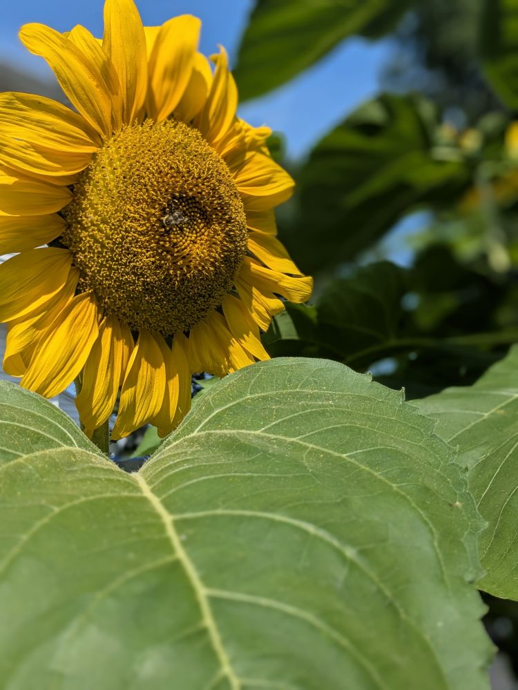 A vibrant yellow sunflower in full bloom stands tall under a bright blue sky, its large central disk covered in tightly packed seeds. At the heart of the flower, a honeybee works diligently, collecting pollen, its fuzzy body dusted in golden grains. In the foreground, a massive green leaf stretches upward, framing the scene with bold texture.