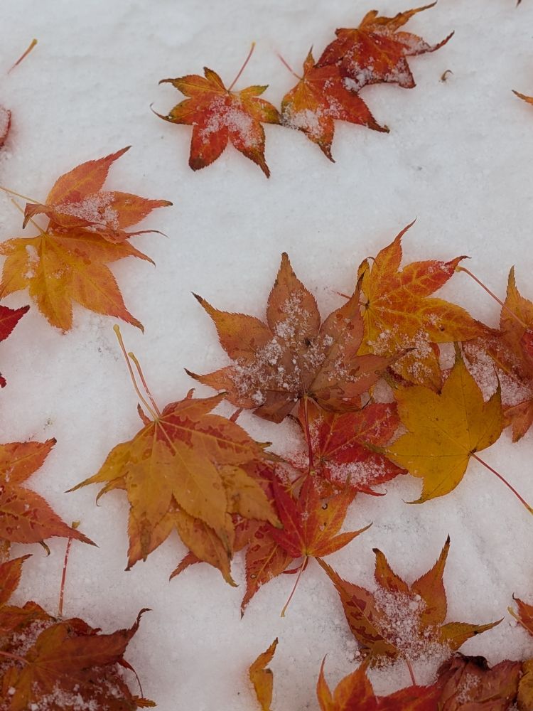 Close-up of red, orange, and yellow maple leaves resting on white snow. Some leaves are dusted with light frost or specks of ice, highlighting their texture and color variations. The focus emphasizes the delicate details of the leaves against the smooth snow background.