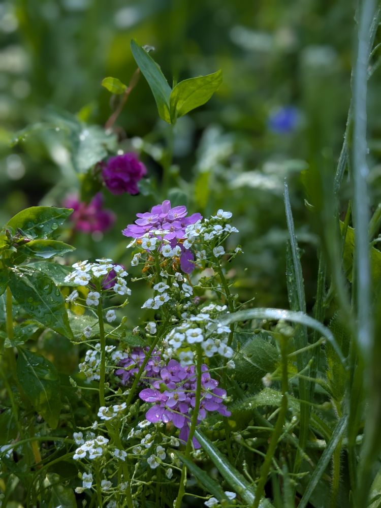A richly detailed ground-level view of a garden scene featuring a mix of small purple and white flowers. The prominent purple blooms, likely candytuft (Iberis), cluster densely near the center, while tiny white flowers called sweet alyssum intertwine with them. Dewdrops cling to green leaves and stems, catching the light. In the blurred background, hints of fuchsia and blue blossoms peek through the greenery, adding depth and layers of color