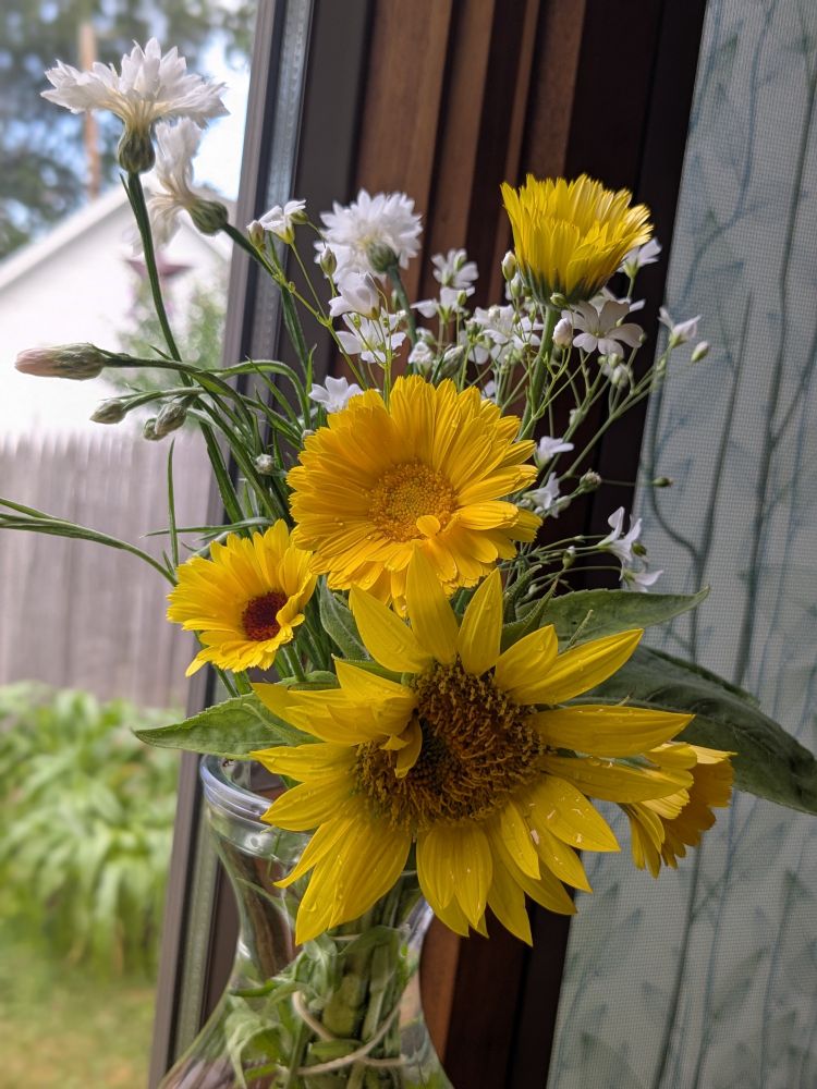 A cheerful bouquet of garden flowers sits in a glass vase on a windowsill. The arrangement includes bright yellow sunflowers, sunny calendula, and small white wildflowers, all freshly picked and still dotted with dewdrops. Front and center is a large sunflower with an amusing quirk — instead of just seeds in its center, a few rogue yellow petals have sprouted right out of the seedhead, like a botanical “oopsie poopsie.” The whimsical petal mishap adds a charming imperfection to the bouquet, which is framed by a soft-focus background of a backyard fence, green foliage, and a partly cloudy sky. The scene captures the delight of summer blooms—and nature’s occasional blunders.