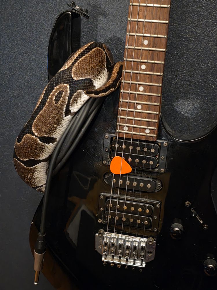 Electric guitar hanging on a wall hook with a ball Python wrapped around the body.