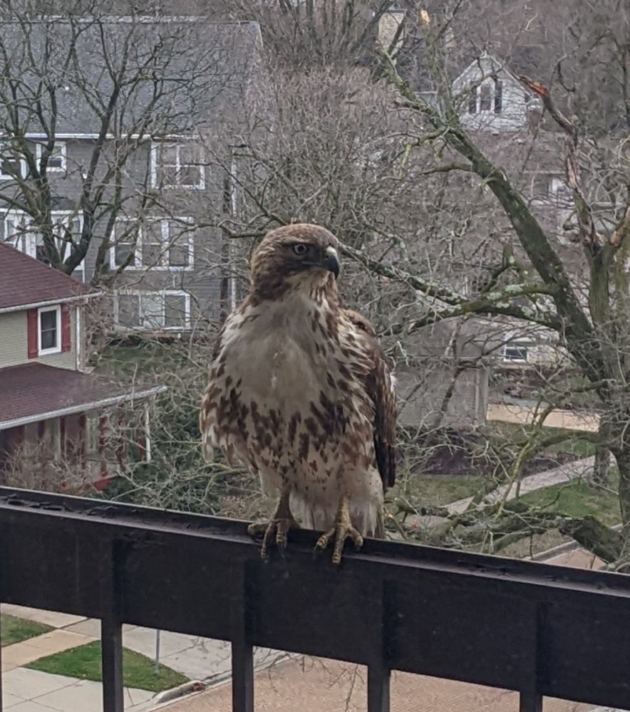 Reginald the hawk perched on a balcony, he is the best of birds.