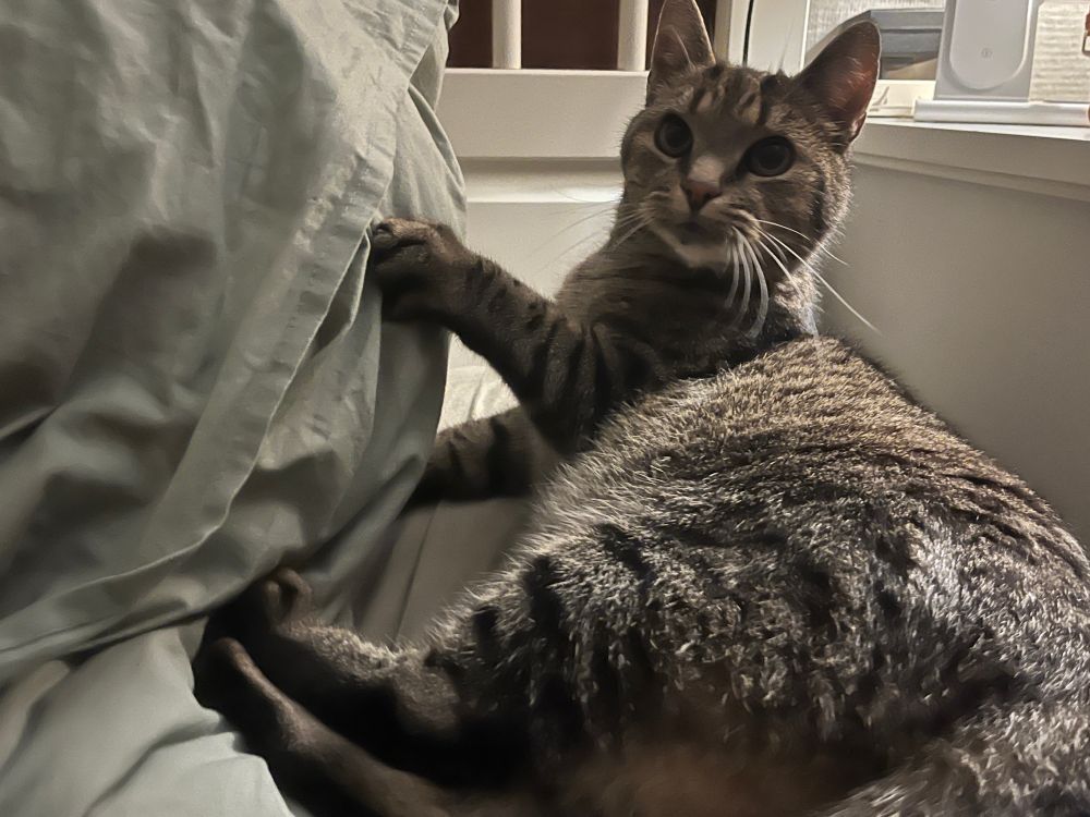 Older tabby cat laying next to a pillow on a bed