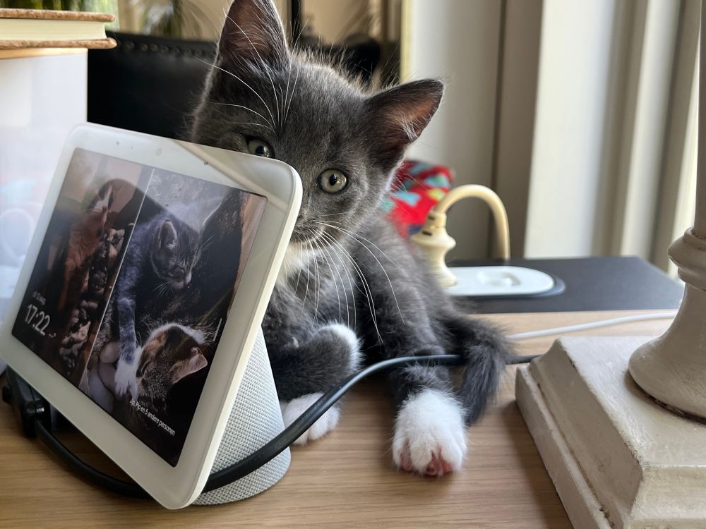 Grey kitten sleeping behind a Google nest hub