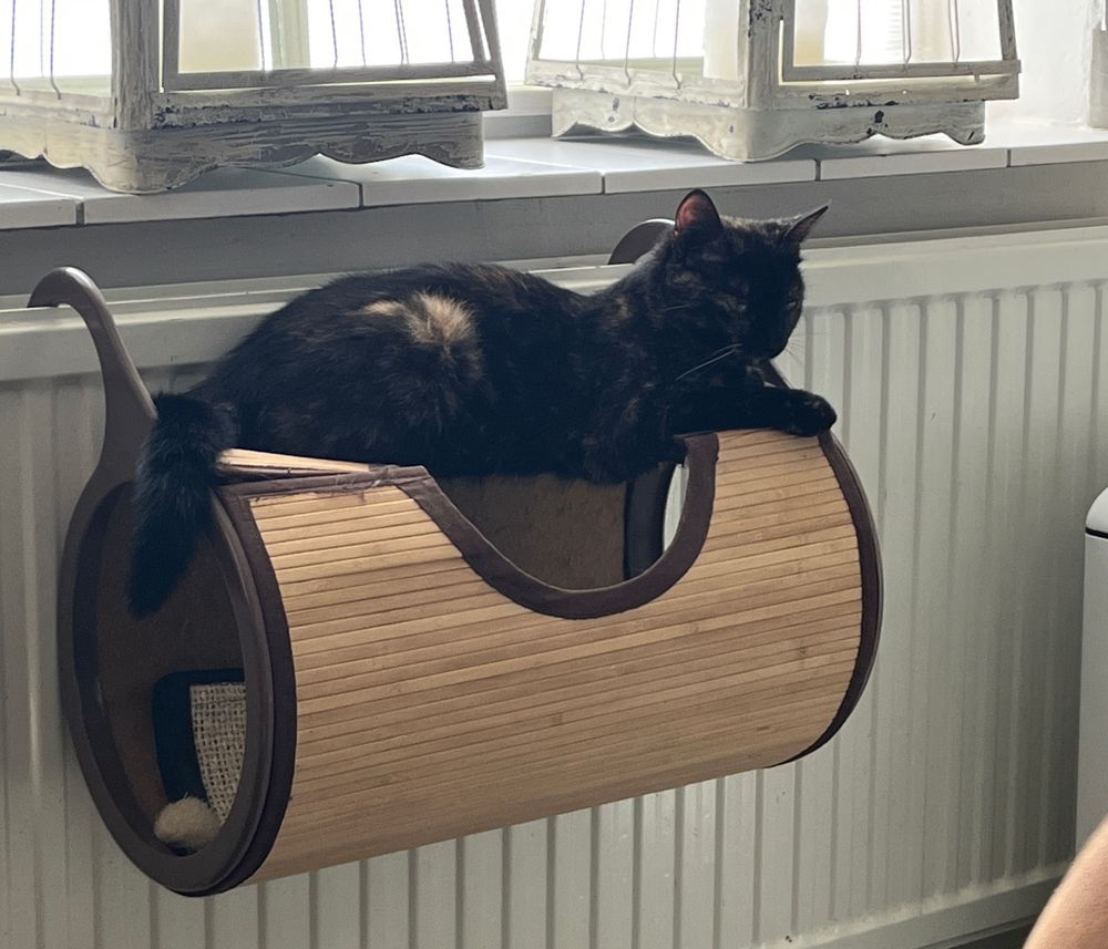 Tortoise cat laying uncomfortably on top of a hanging basket