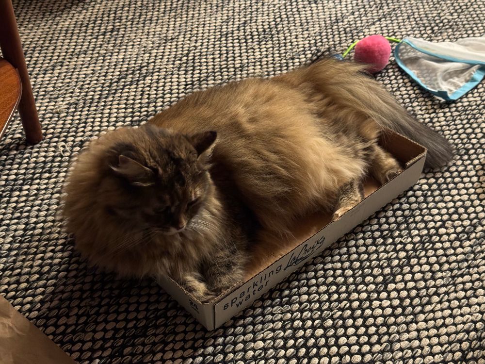 Coco the fluffy brown torbie cat is snoozing in a Lacroix store box on a tweed patterned rug