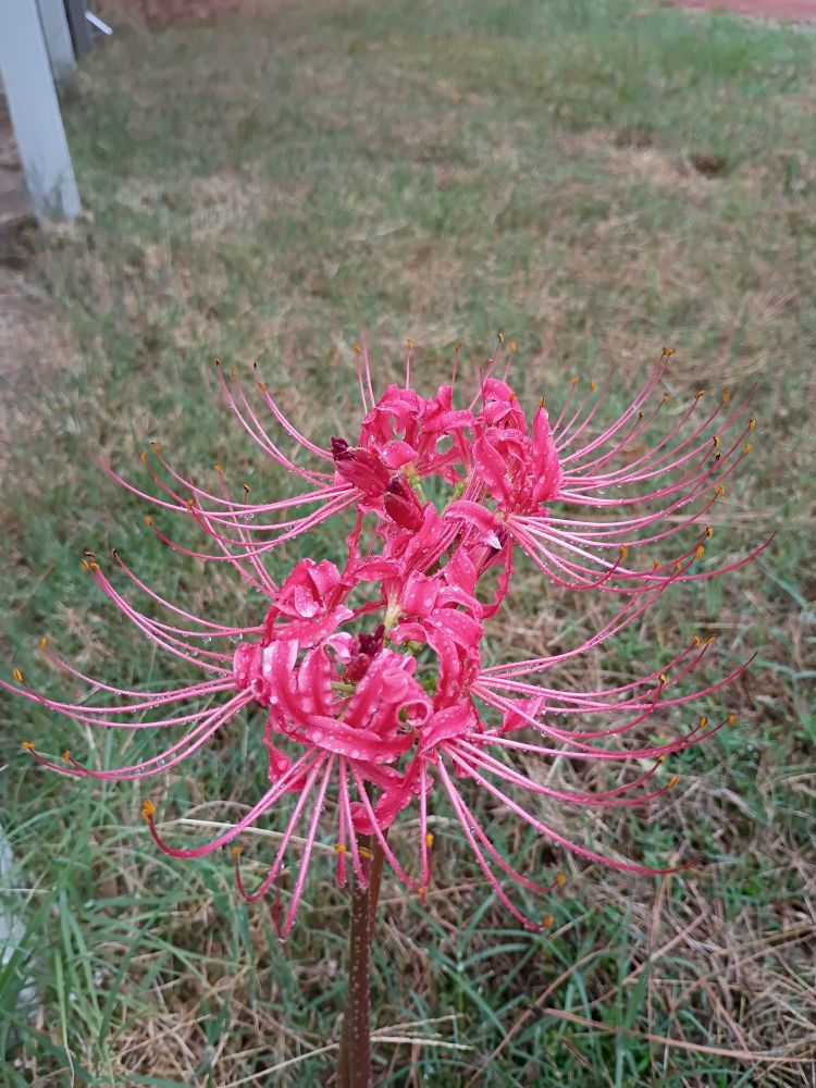 This is a weird looking flower.  Google says it's called Red Spider Lily,  Lycoris radiata, Hurricane Lily, or Surprise Lily. 