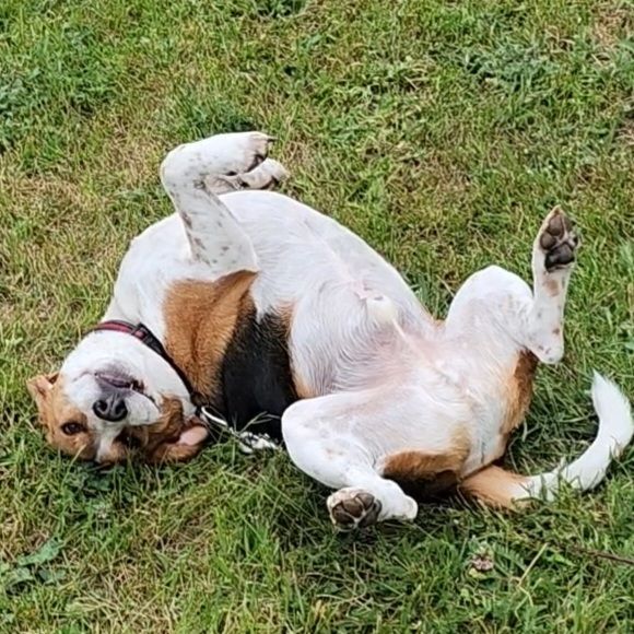 A beagle laying belly up on the ground 