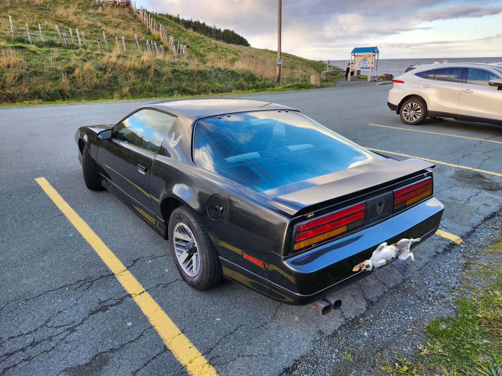 Back view of A '86 pontiac firebird, all black with the firebird logo in sliver on the side. A dog sticker is used to cover the license plate.