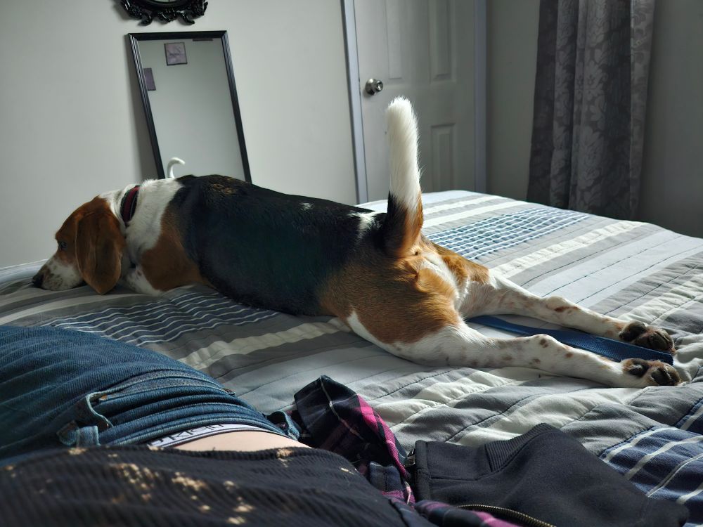 A beagle laying out flat with his tail stuck up.
