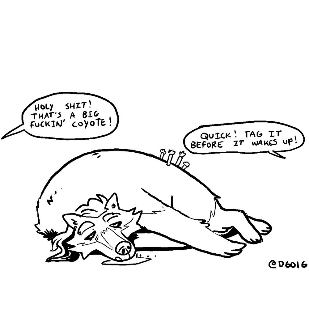 a werewolf slumped over and drooling with 4 darts in her butt. someone is shouting "holy shit! that's a big fuckin' coyote!" "quick! tag it before it wakes up!"