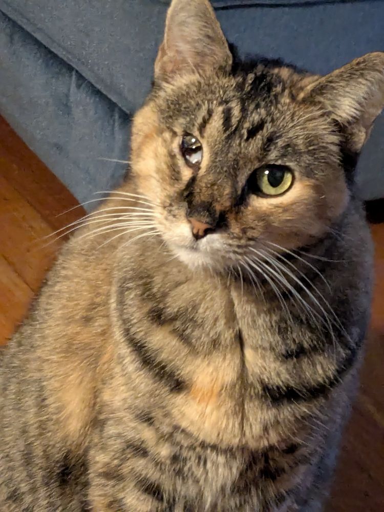 Brown tortoiseshell tabby cat with head tilted. She has one eye that is partly closed with the third eyelid showing. 