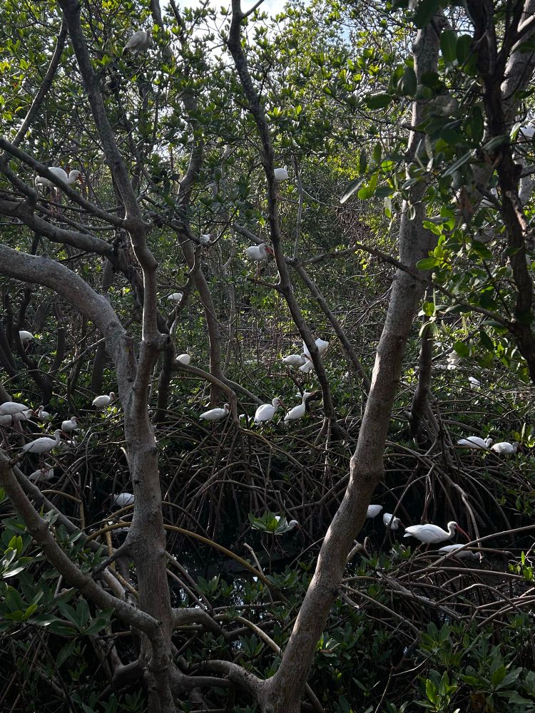 White ibis in mangroves 