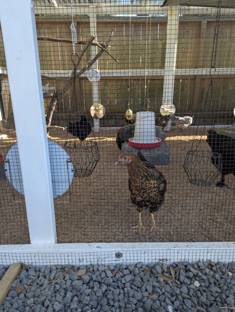 A young gold laced wyandotte chicken. She's looking at the camera, head cocked, through the chicken run fencing. 
