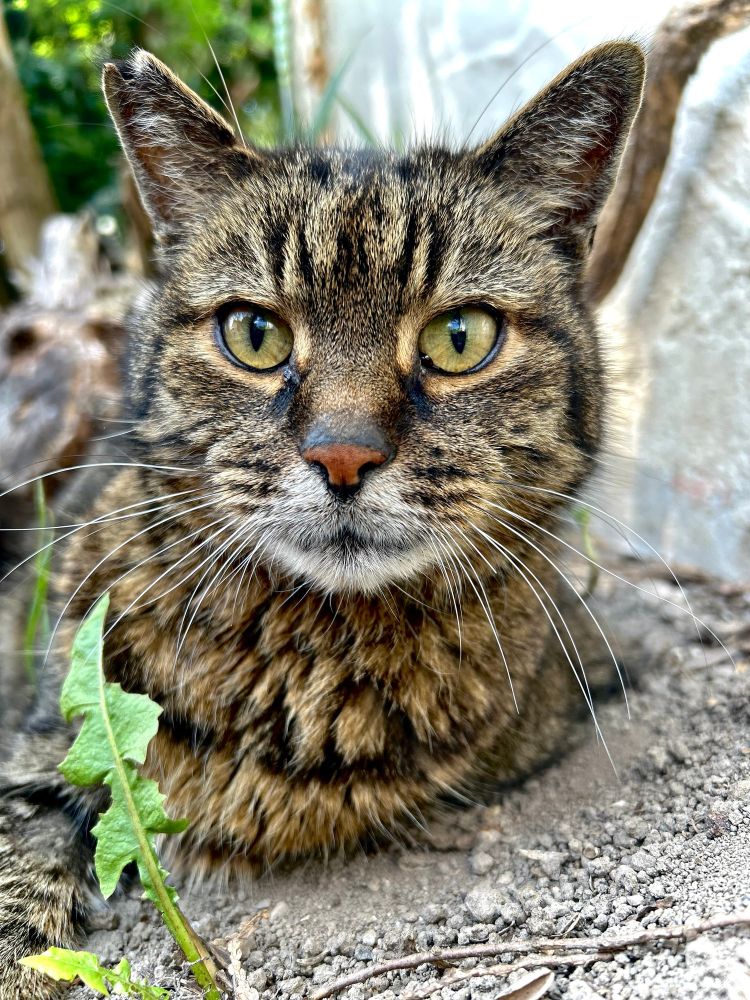 Getigerter Kater in Nahaufnahme blickt direkt in die Kamera. Liegt in trockener Erde und Dreck. Vorne linkst wächst ein Löwenzahnblatt